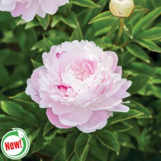 Romantic Ruffles Peony Thumbnail